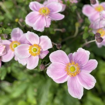 Anemone Royal Blush - Anemone giapponese