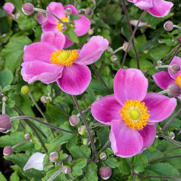 Anemone Royal Pink - Anemone giapponese