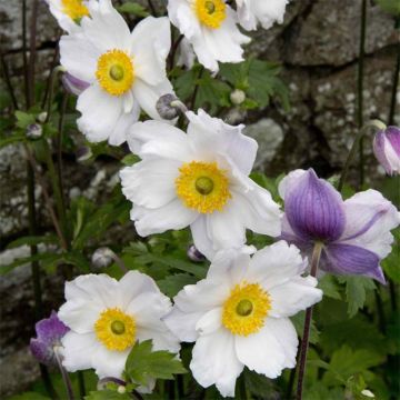 Anemone Ruffled Swan - Anemone giapponese