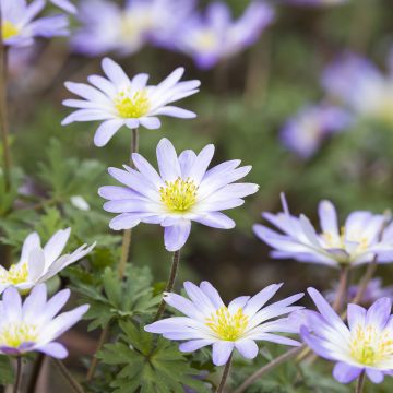 Anemone blanda Blue Splendour