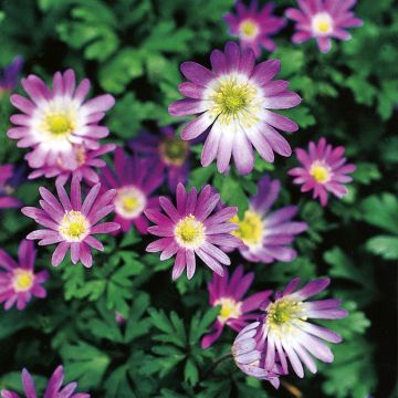 Anemone blanda Violet Star