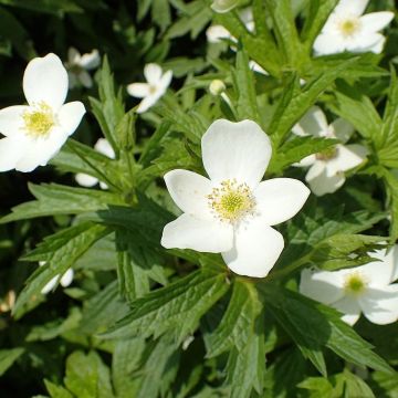 Anemone canadensis