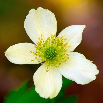 Anemone cylindrica