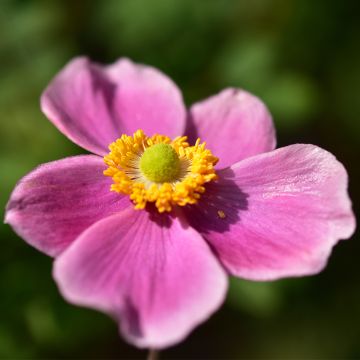 Anemone hupehensis Alando Rose - Anemone giapponese