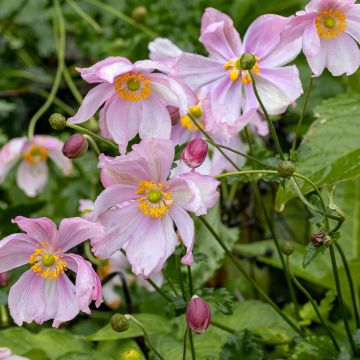 Anemone hupehensis Crispa - Anemone giapponese