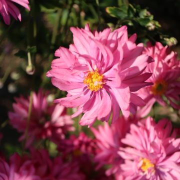 Anemone Fall in Love Sweetly - Anemone giapponese