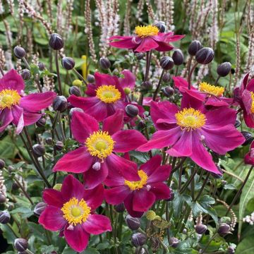 Anemone Fantasy Ariel - Anemone giapponese