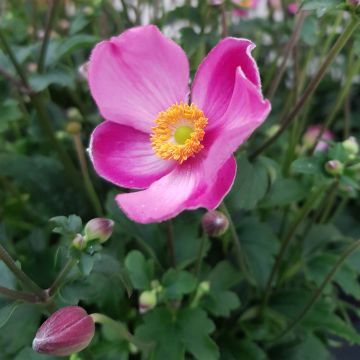 Anemone Fantasy Jasmine - Anemone giapponese