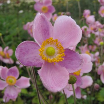 Anemone hupehensis Little Princess - Anemone giapponese