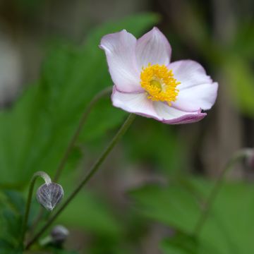 Anemone Hadspen Abundance - Anemone giapponese