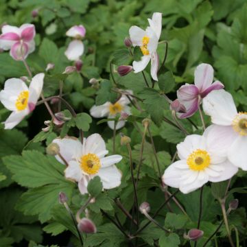 Anemone Dainty Swan - Anemone giapponese