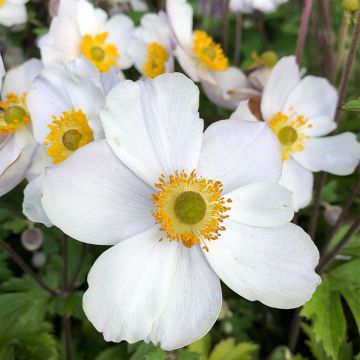 Anemone Elfin Swan - Anemone giapponese