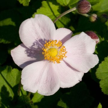 Anemone Richard Ahrens - Anemone giapponese