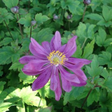 Anemone Bressingham Glow - Anemone giapponese