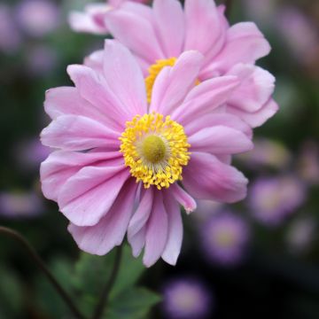 Anemone Serenade - Anemone giapponese