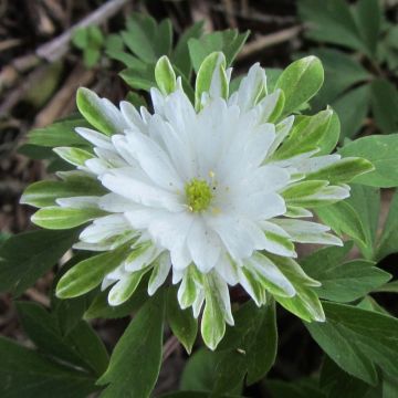 Anemone nemorosa Bracteata Plena