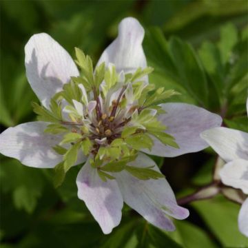 Anemone nemorosa Green Fingers