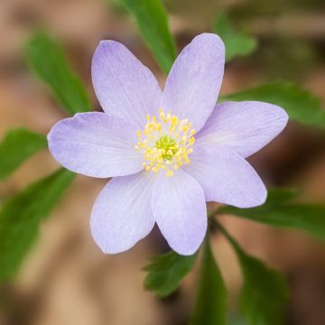 Anemone nemorosa Lucia