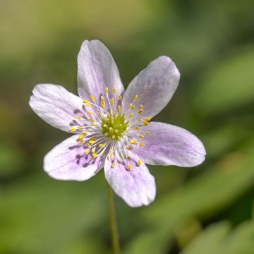 Anemone nemorosa Marie-Rose