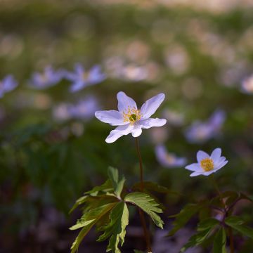 Anemone nemorosa Robinsoniana