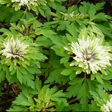 Anemone nemorosa Virescens