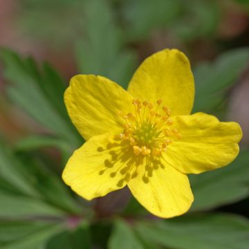 Anemone ranunculoides - Anemone gialla