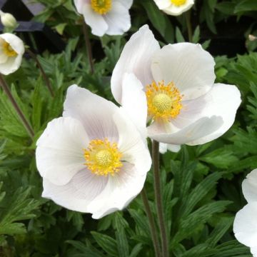 Anemone sylvestris - Anemone silvestre