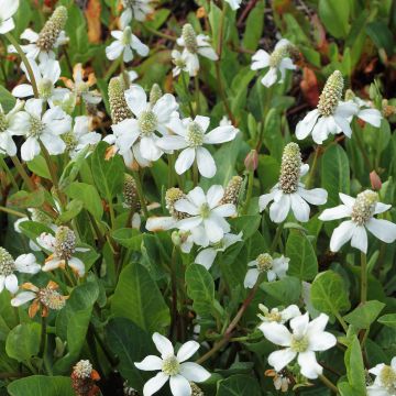 Anemopsis californica