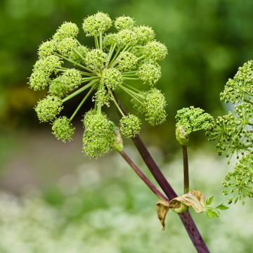 Angelica archangelica - Angelica