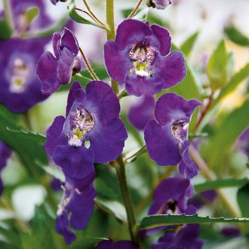 Angelonia angustifolia Angelface Blue