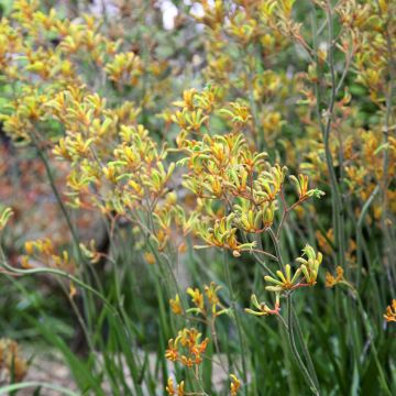 Anigozanthos flavidus Bush Bonanza - Zampe di canguro