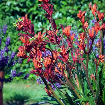 Anigozanthos flavidus Bush Inferno - Zampe di canguro