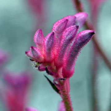 Anigozanthos flavidus Bush Pearl - Zampe di canguro