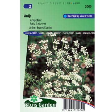 Pimpinella anisum - Anice comune