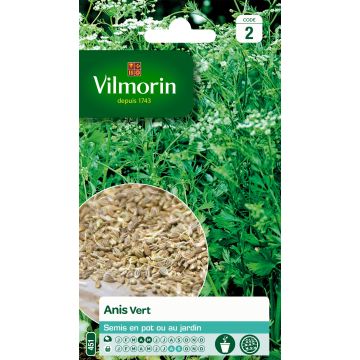 Pimpinella anisum - Vilmorin - Anice comune