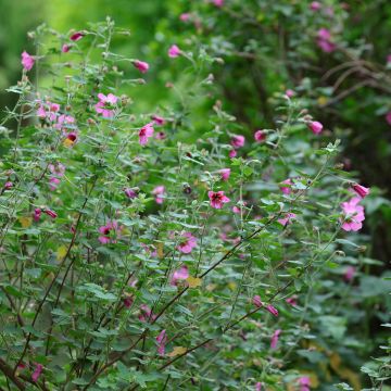 Anisodontea capensis El Rayo - Malva del Capo