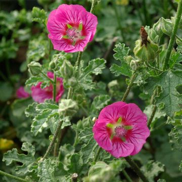 Anisodontea scabrosa Large Red - Malva del Capo