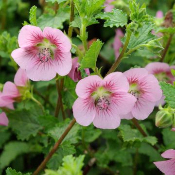 Anisodontea scabrosa Miss Pinky - Malva del Capo