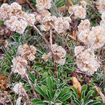 Antennaria dioica var. borealis - Sempiterni di montagna