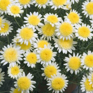 Argyranthemum frutescens Daisy Crazy Sole Mio