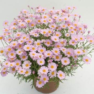 Argyranthemum frutescens Daisy Crazy Summit Pink