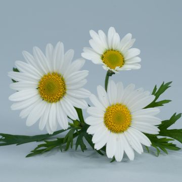 Argyranthemum frutescens Everest White