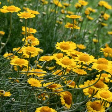 Anthemis tinctoria Kelwayi - Camomilla dei tintori