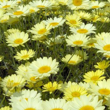 Anthemis tinctoria E.C. Buxton - Camomilla dei tintori