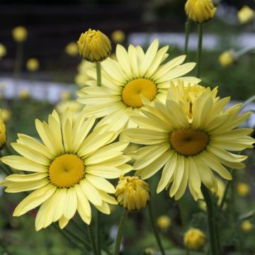 Anthemis tinctoria Wargrave Variety - Camomilla dei tintori