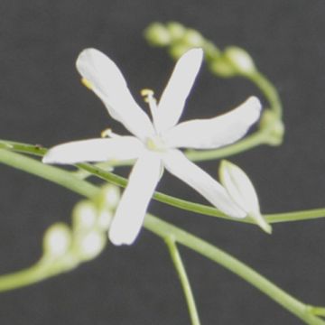 Anthericum liliago - Lilioasfodelo maggiore