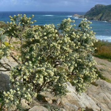 Anthyllis barba-jovis - Barba di Giove