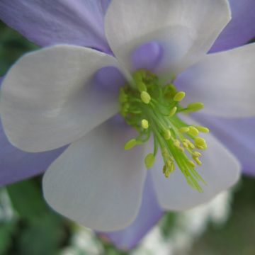 Aquilegia Songbird Series Bunting