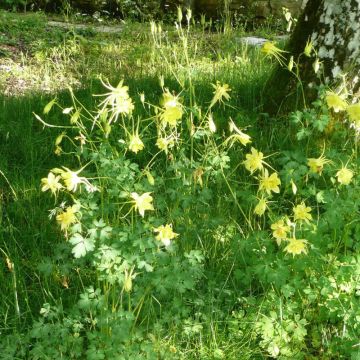 Aquilegia Songbird Series Goldfinch