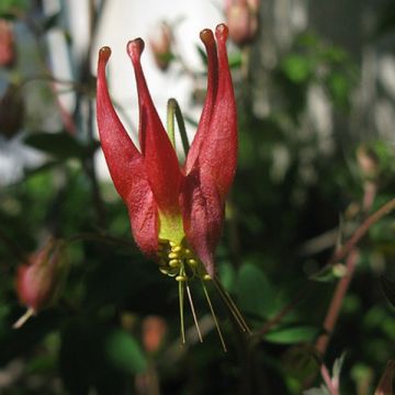 Aquilegia canadensis Little Lanterns